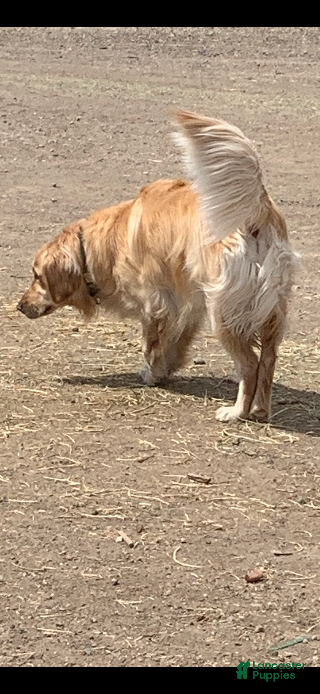 Golden Retriever dogs for sale: Christmas Purple Male-  - Ad 6