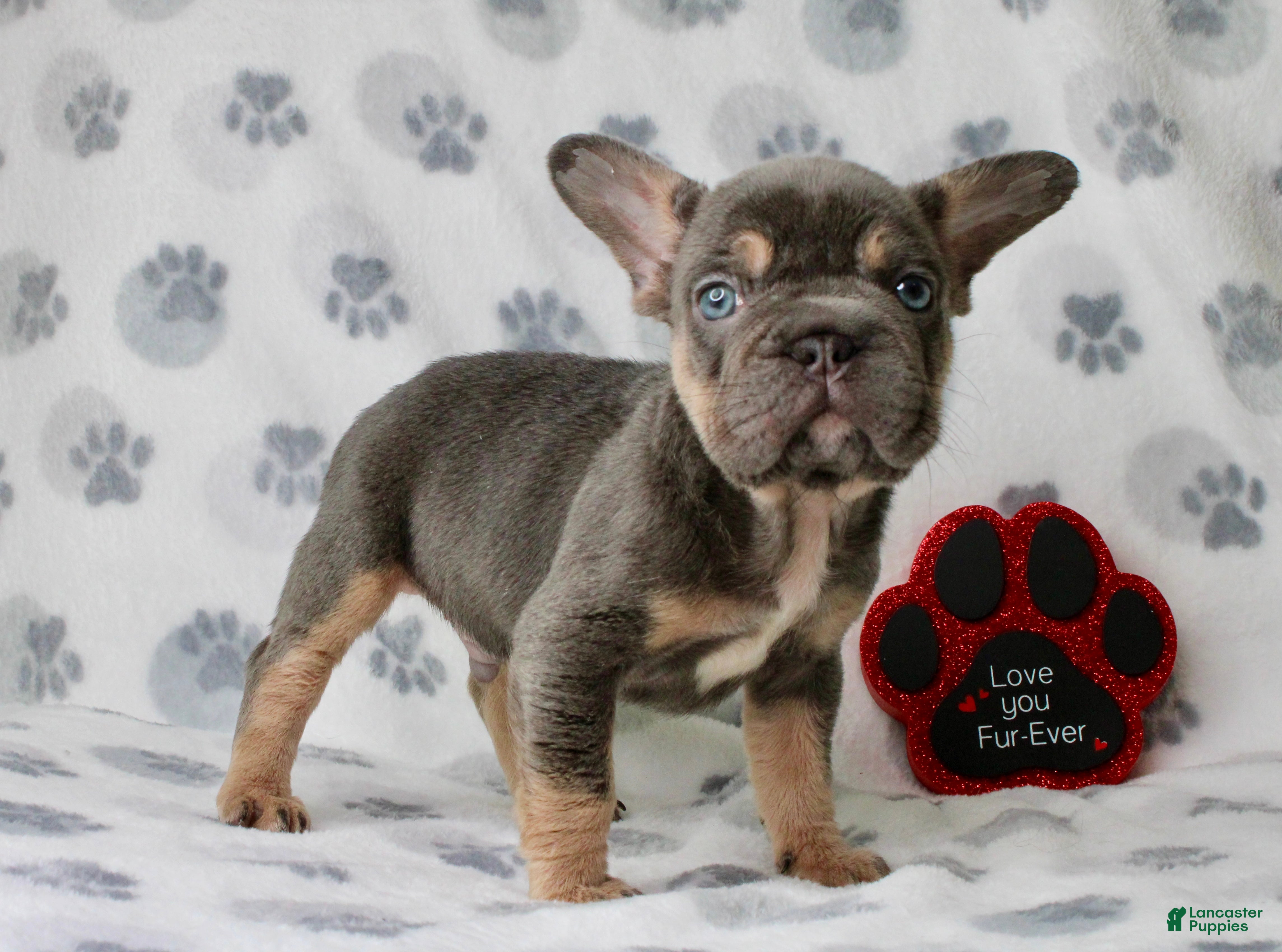 French Bulldog dogs Chase  - Ad 41