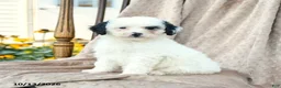 Mini Bernedoodle dogs for sale: Patches - Ad 4