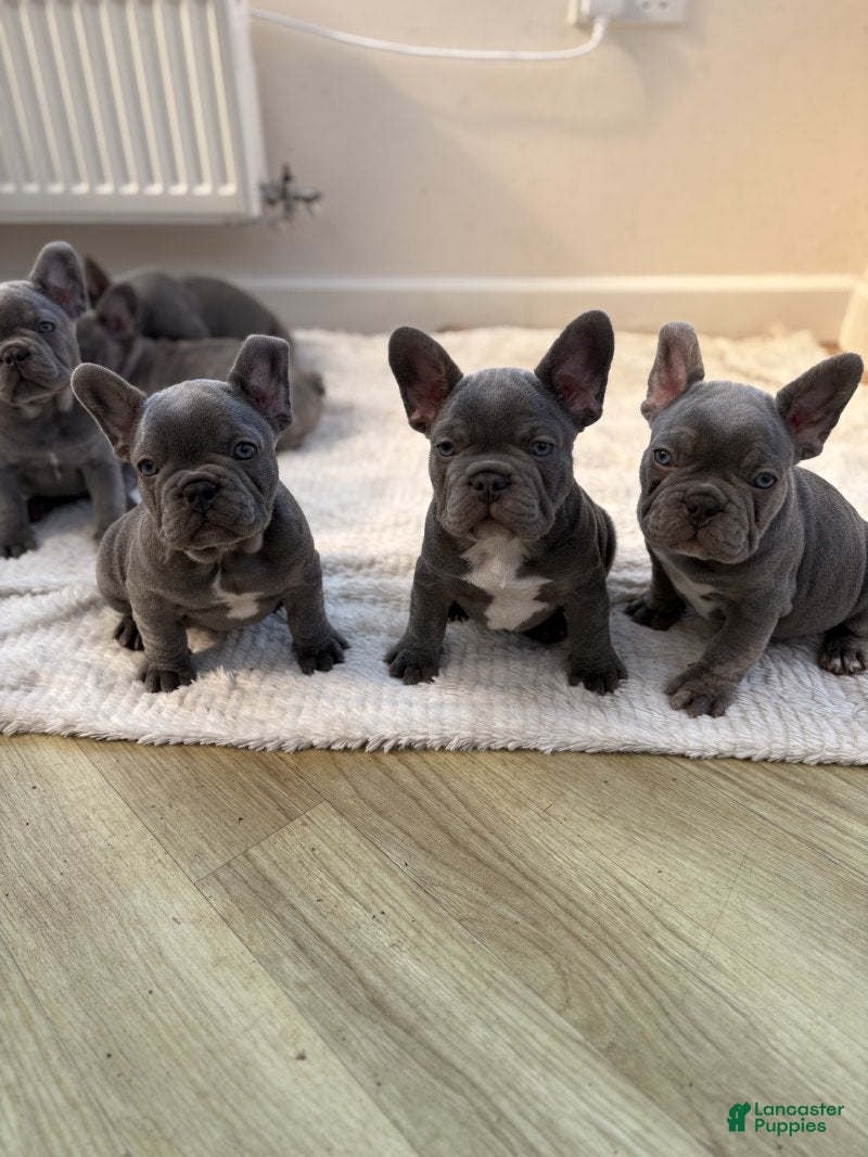French Bulldog dogs French Bulldog Puppy 3 - Ad 24