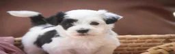 Havanese dogs for sale: Penny Havanese  - Ad 19