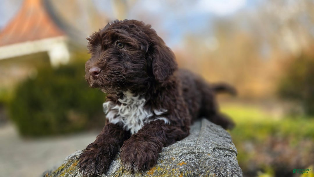 Portuguese Water Dog dogs for sale: Tori - Ad 7