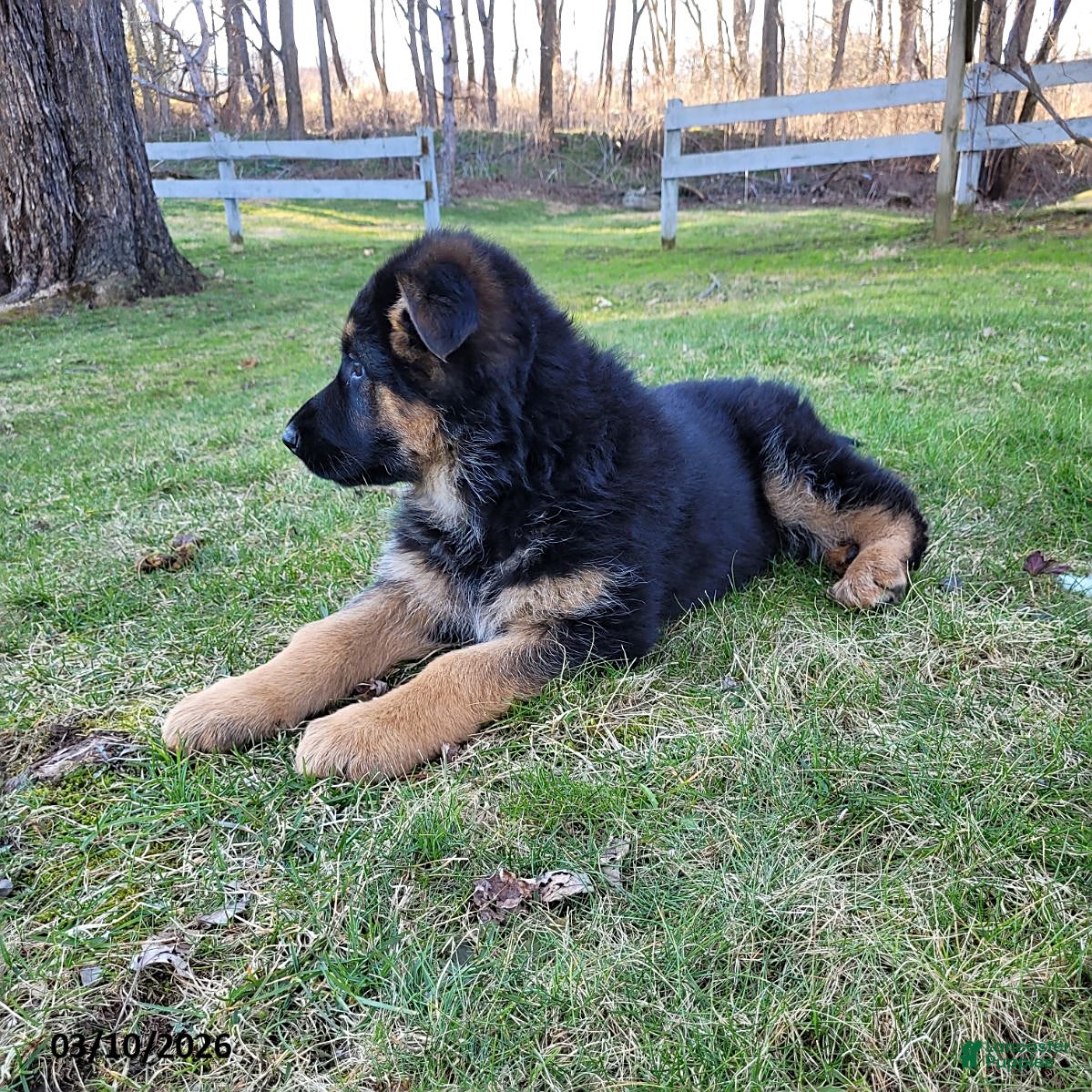 German Shepherd dogs Bella   - Ad 2