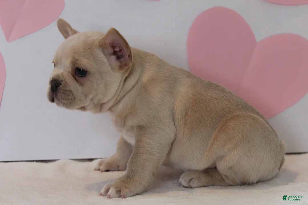 French Bulldog dogs for sale: Valentine - Ad 3