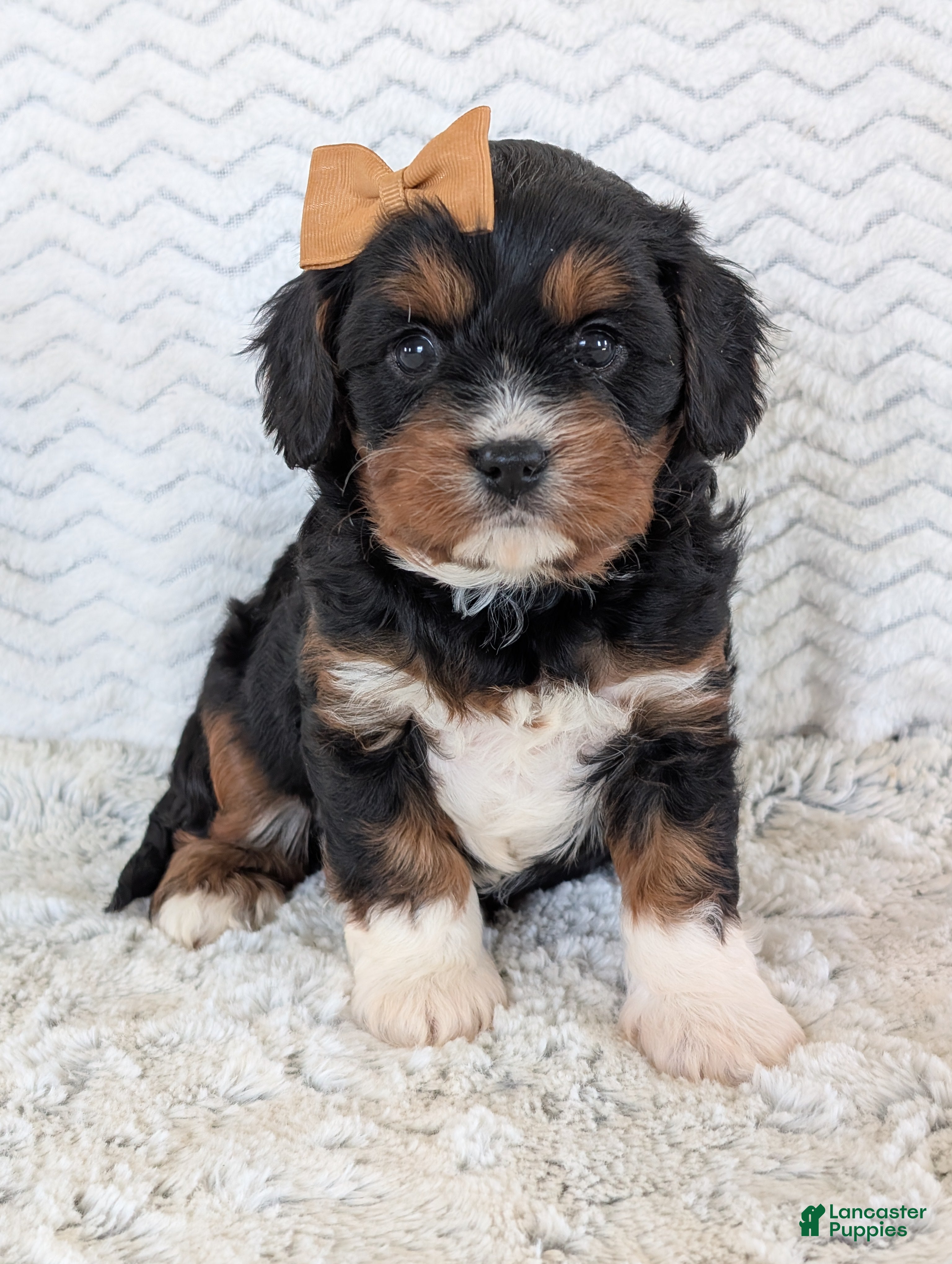 Cavapoo dogs Louie - Ad 2