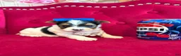 Yorkshire Terrier dogs for sale: Banana  - Ad 8