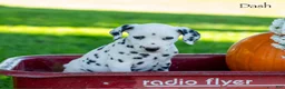 Dalmatian dogs for sale: Dash - Ad 3