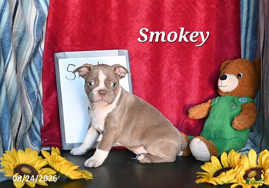 Boston Terrier dogs Smokey - Ad 2