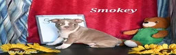Boston Terrier dogs for sale: Smokey - Ad 2