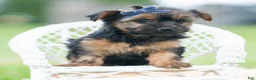 Yorkshire Terrier dogs for sale: Bugatti - Ad 10