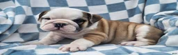 English Bulldog dogs for sale: Mario - Ad 6