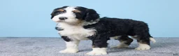 Bernedoodle dogs for sale: Hank - Ad 5