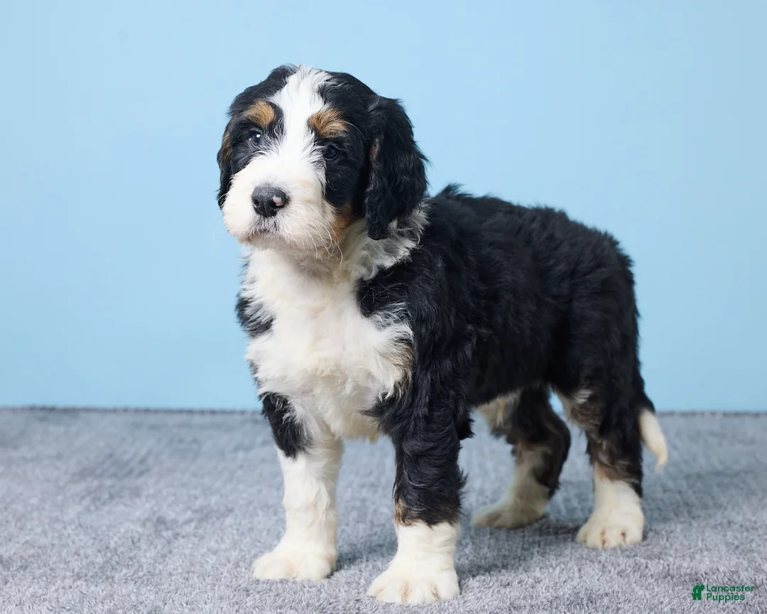 Bernedoodle dogs for sale: Hank - Ad 5