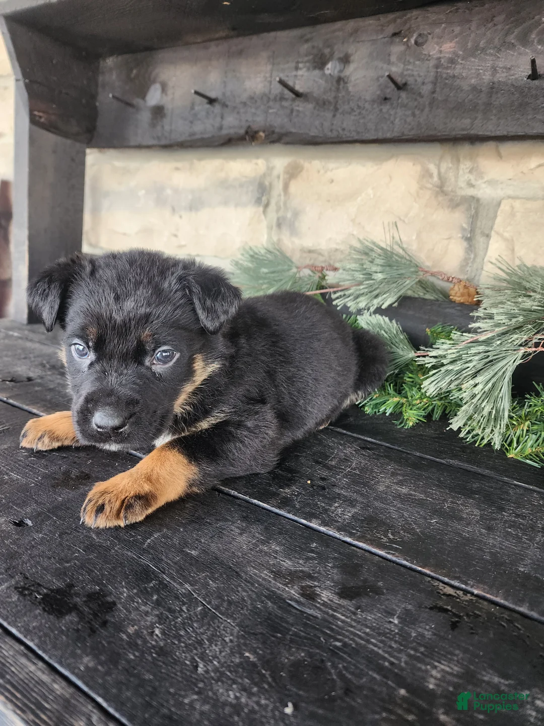Mixed Breed dogs for sale: Riley - Ad 7