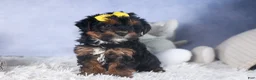 Yorkiepoo dogs for sale: JUDY - Ad 9