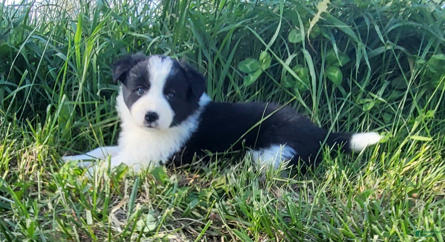 Border Collie dogs for sale: Border Collie Puppy 4 - MABLE - Ad 2