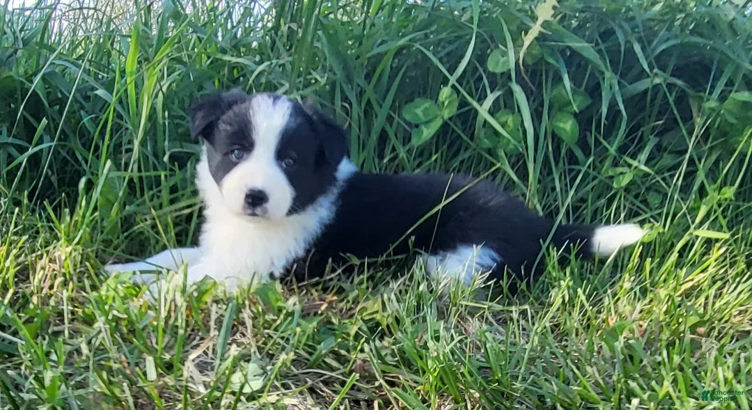 Border Collie dogs for sale: Border Collie Puppy 4 - MABLE - Ad 1