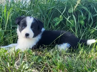 Border Collie dogs for sale: Border Collie Puppy 4 - MABLE - Ad 2