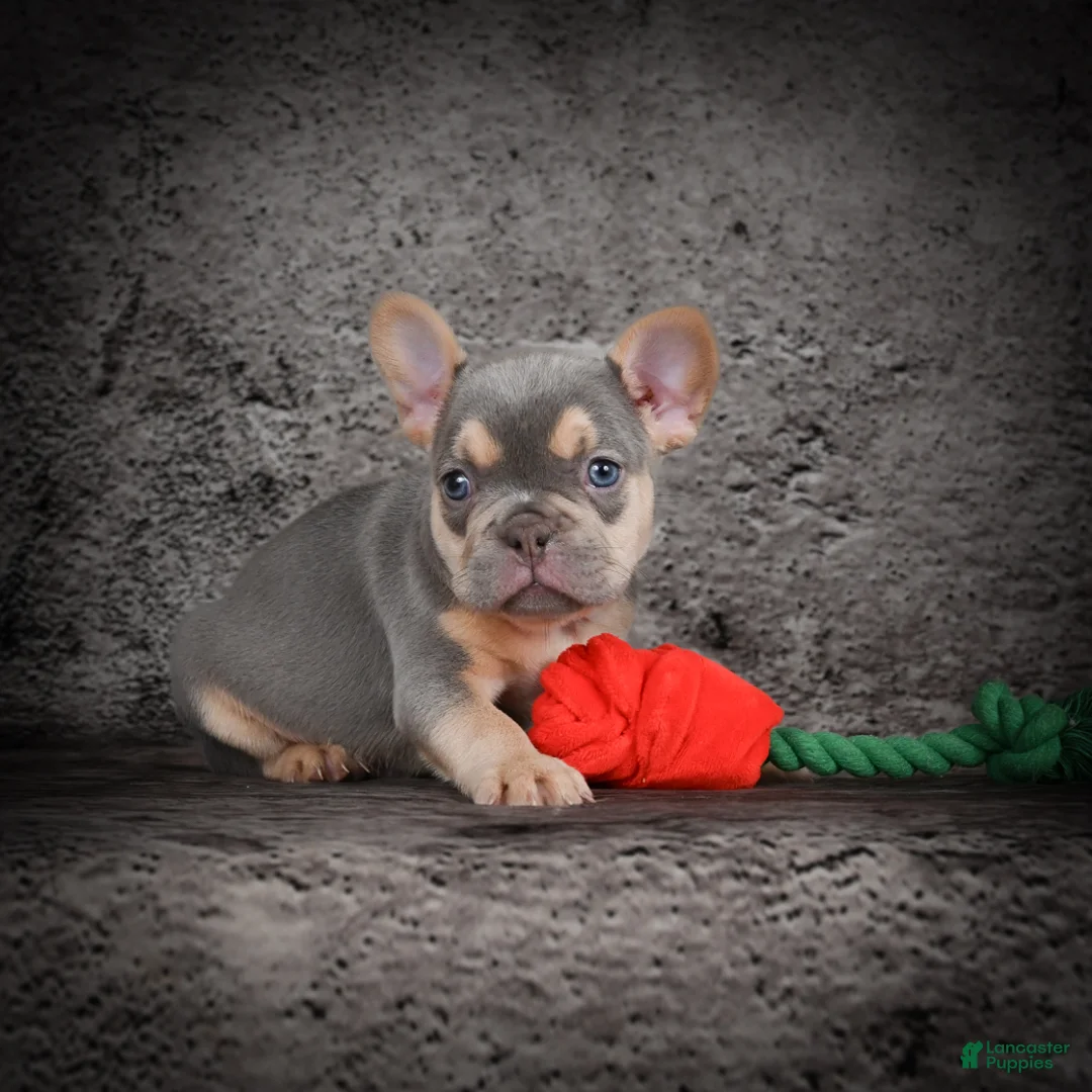 French Bulldog dogs for sale: Oscar - Ad 2