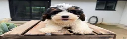Mini Bernedoodle dogs for sale: Malachite - Ad 2