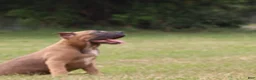 Cane Corso dogs for sale: Andromeda  - Ad 13