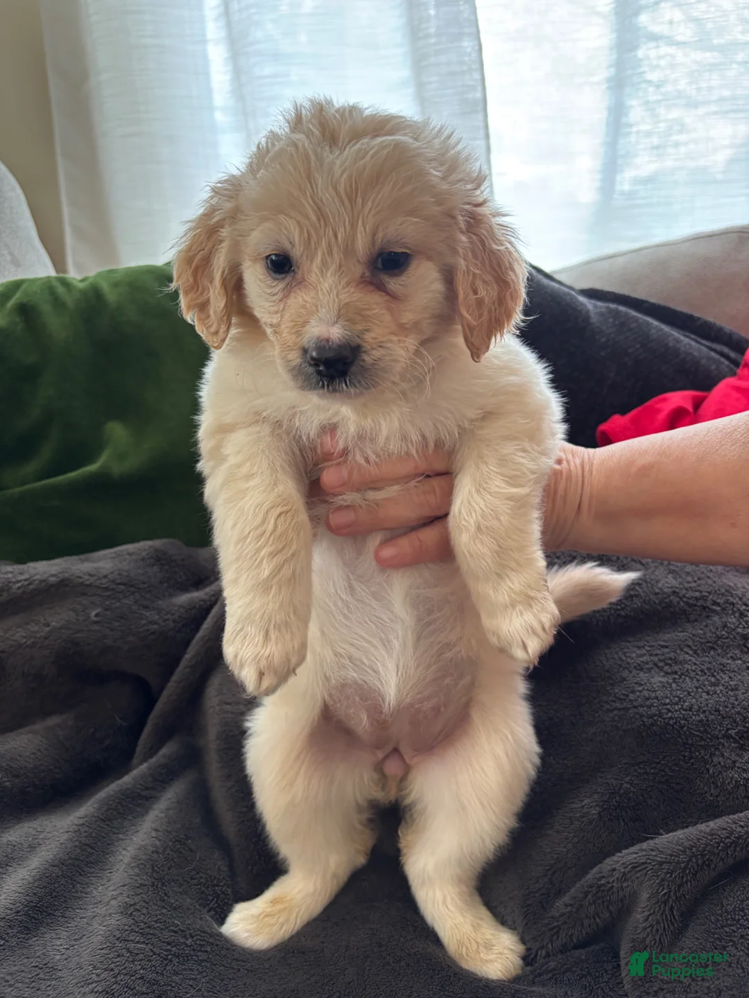 Mixed Breed dogs for sale: Yellow Collar - Ad 2