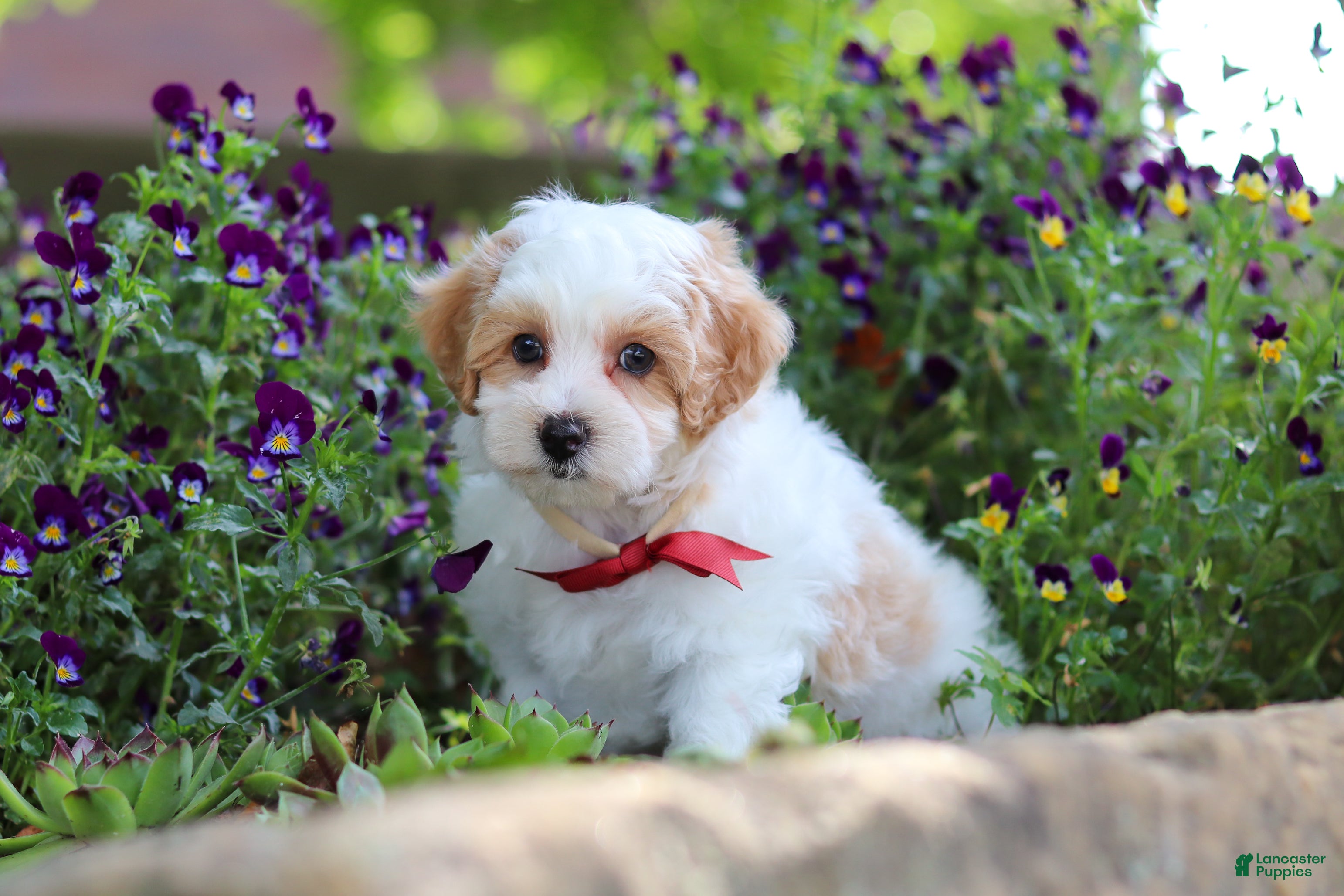 Maltipoo dogs Joey - Ad 2