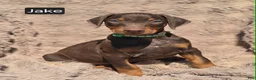 Doberman Pinscher dogs for sale: Jake - Ad 2