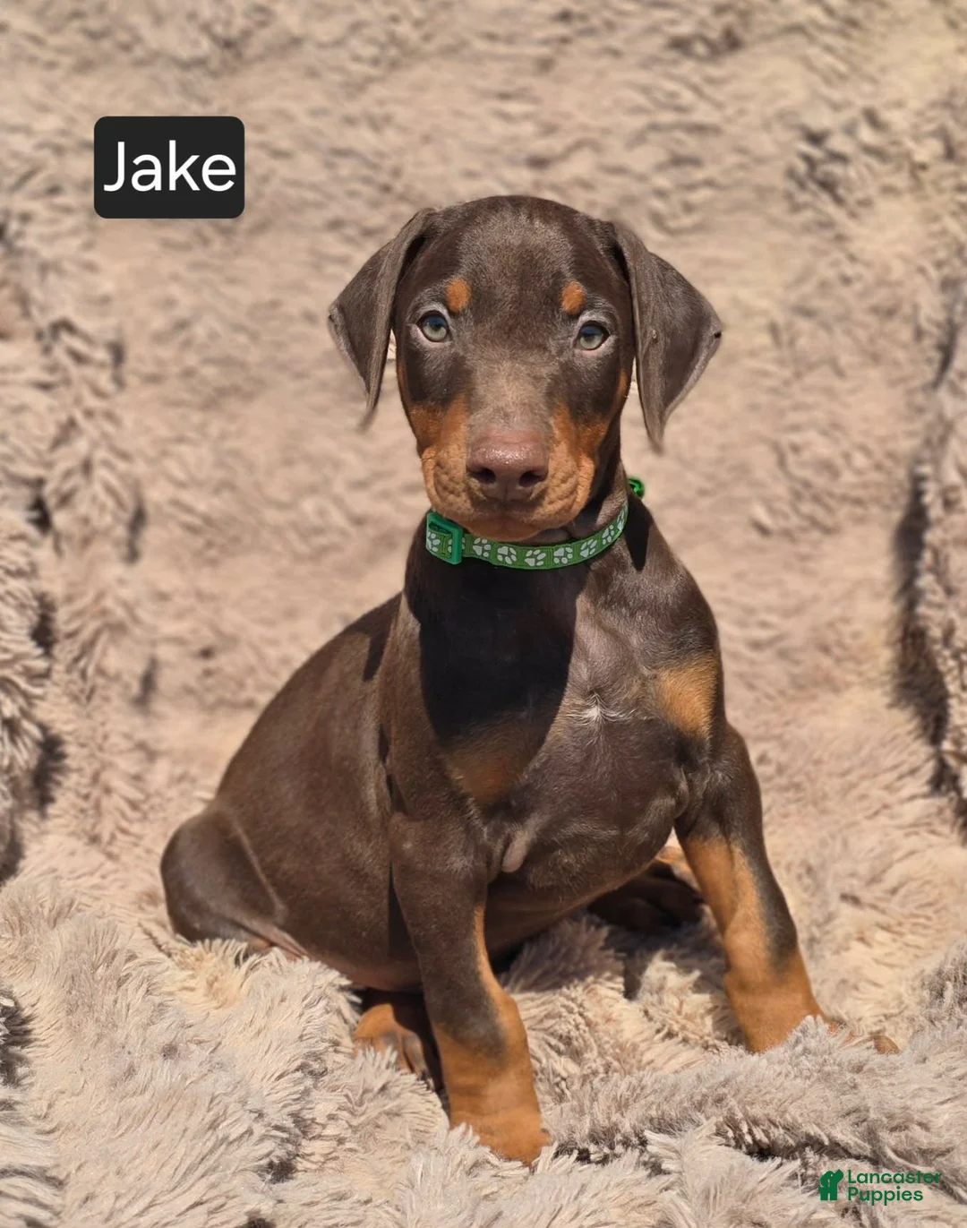 Doberman Pinscher dogs for sale: Jake - Ad 2