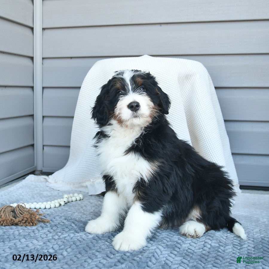 Bernedoodle dogs Mitchell - Ad 1