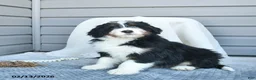 Bernedoodle dogs for sale: Mitchell - Ad 4