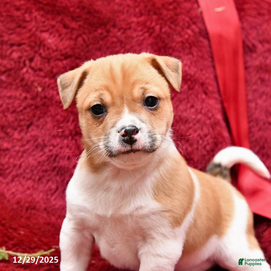 Mixed Breed dogs Puddles - Ad 2