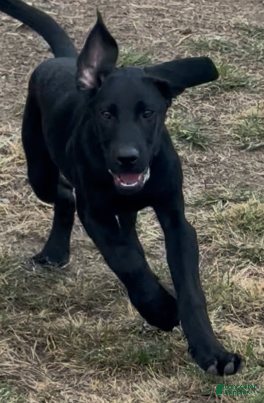 Labrador Retriever dogs for sale: Labrador Retriever Puppy 1 - Ad 5