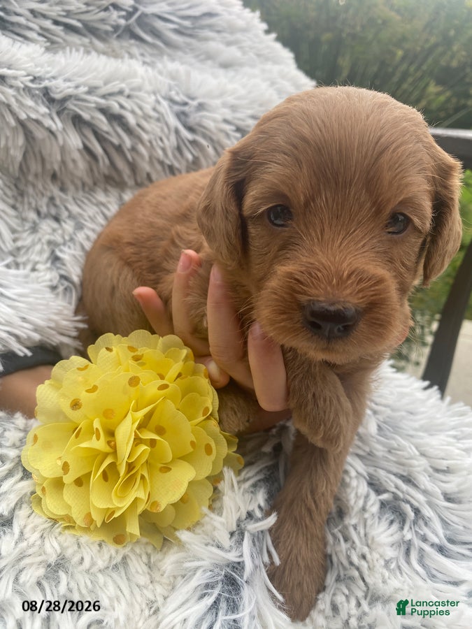 Miniature Labradoodle dogs Ali - Ad 1