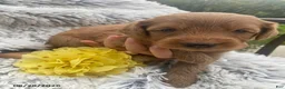 Miniature Labradoodle dogs for sale: Ali - Ad 1