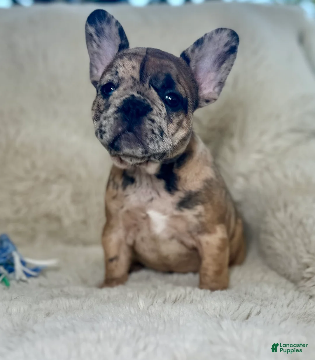 French Bulldog dogs for sale: Giselle - Ad 3