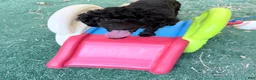 Toy Poodle dogs for sale: Dax  - Ad 2