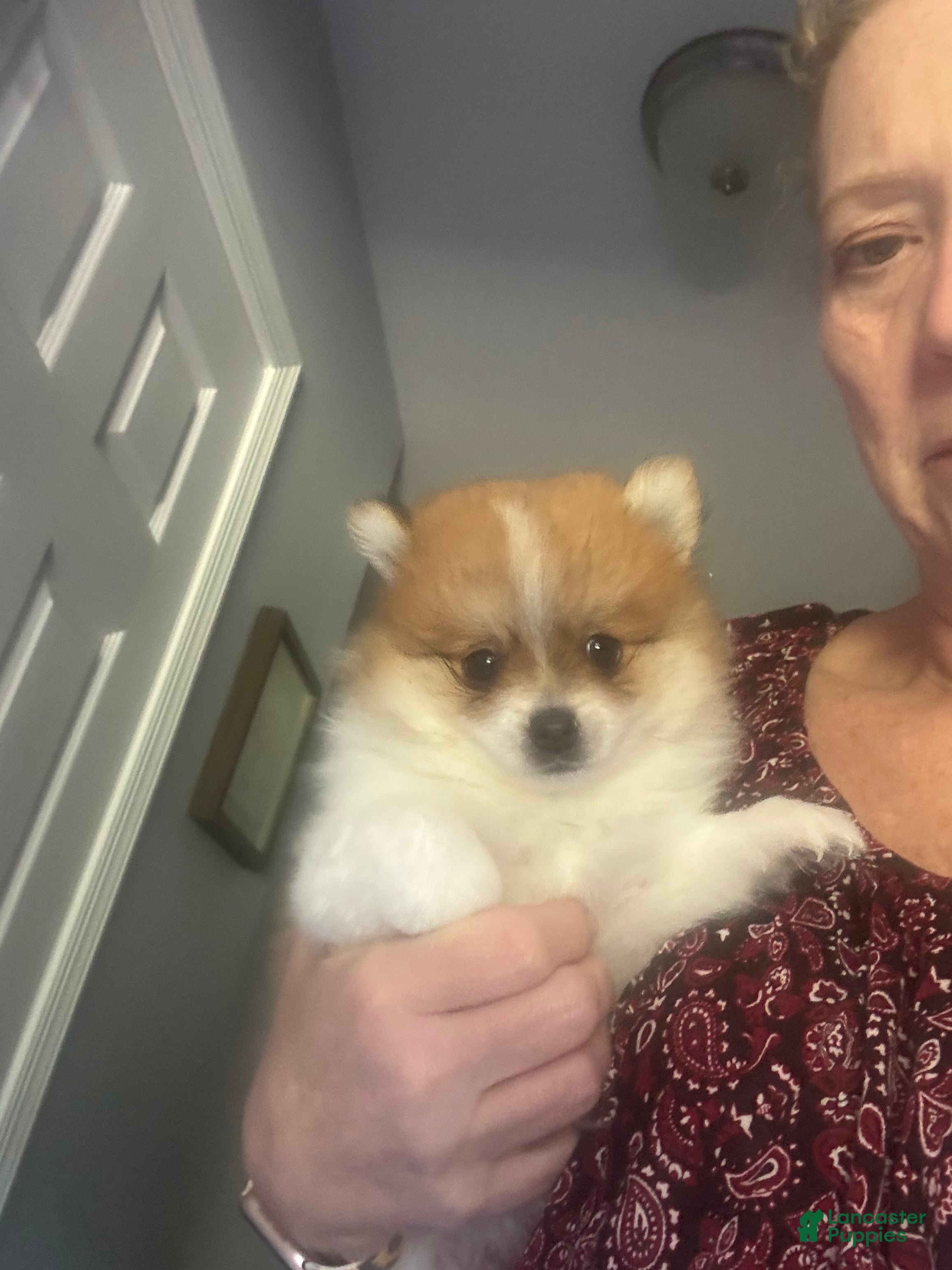 Pomeranian dogs Billy - Ad 1