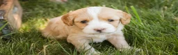 Mixed Breed dogs for sale: Tinker Bell MUNCHKIN BERNEDOODLE - Ad 9