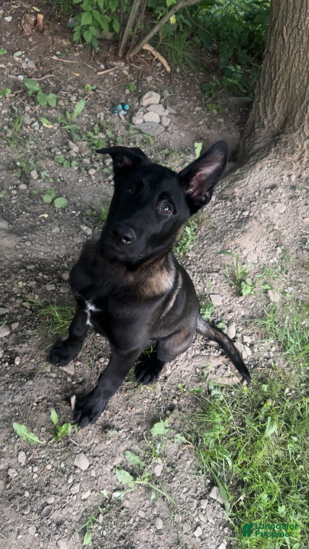 Belgian Malinois dogs for stud: Bode for stud - Ad 3