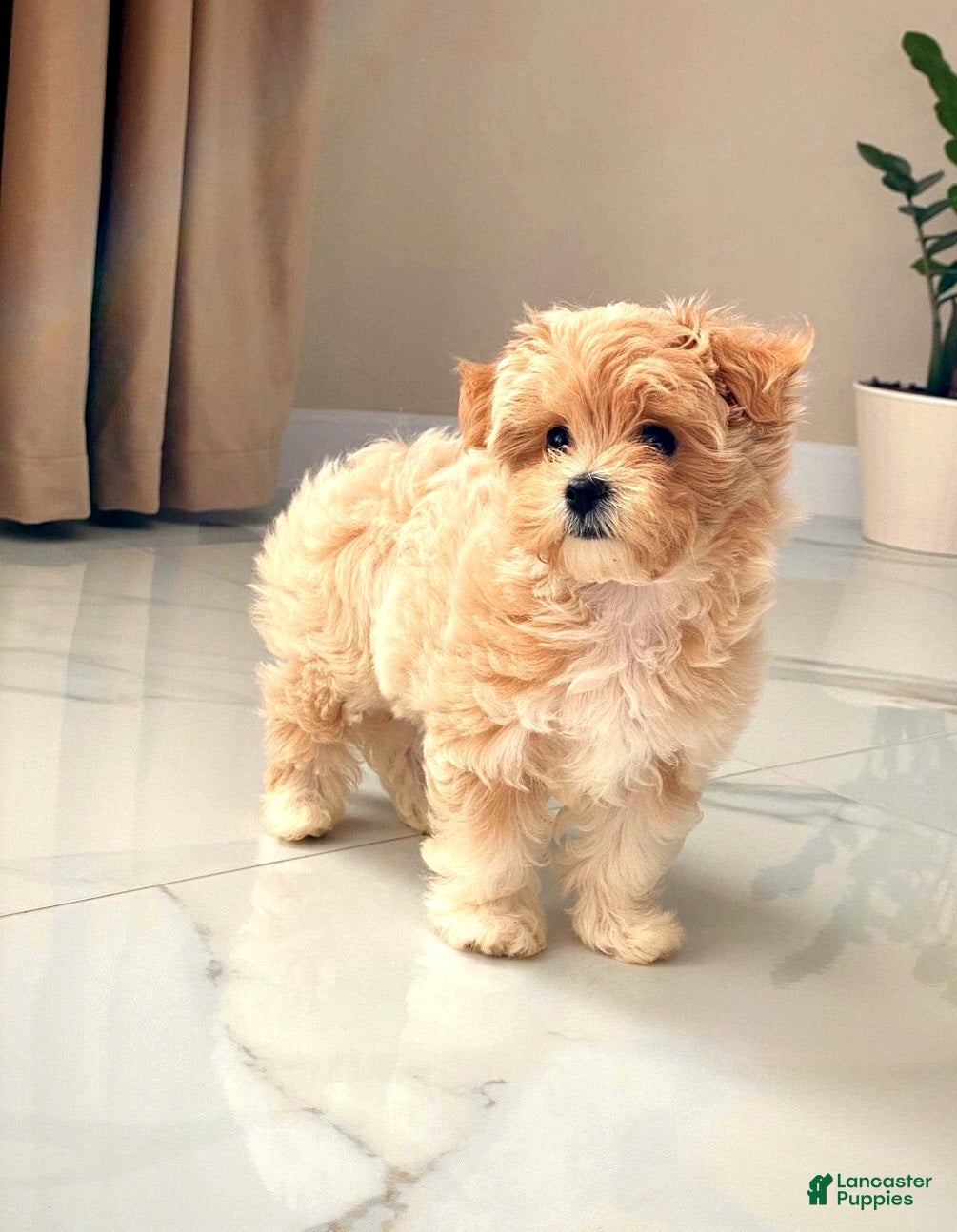 Maltipoo dogs Emily - Ad 4