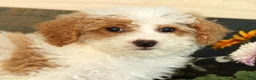 Miniature Poodle dogs for sale: Lilac - Ad 9