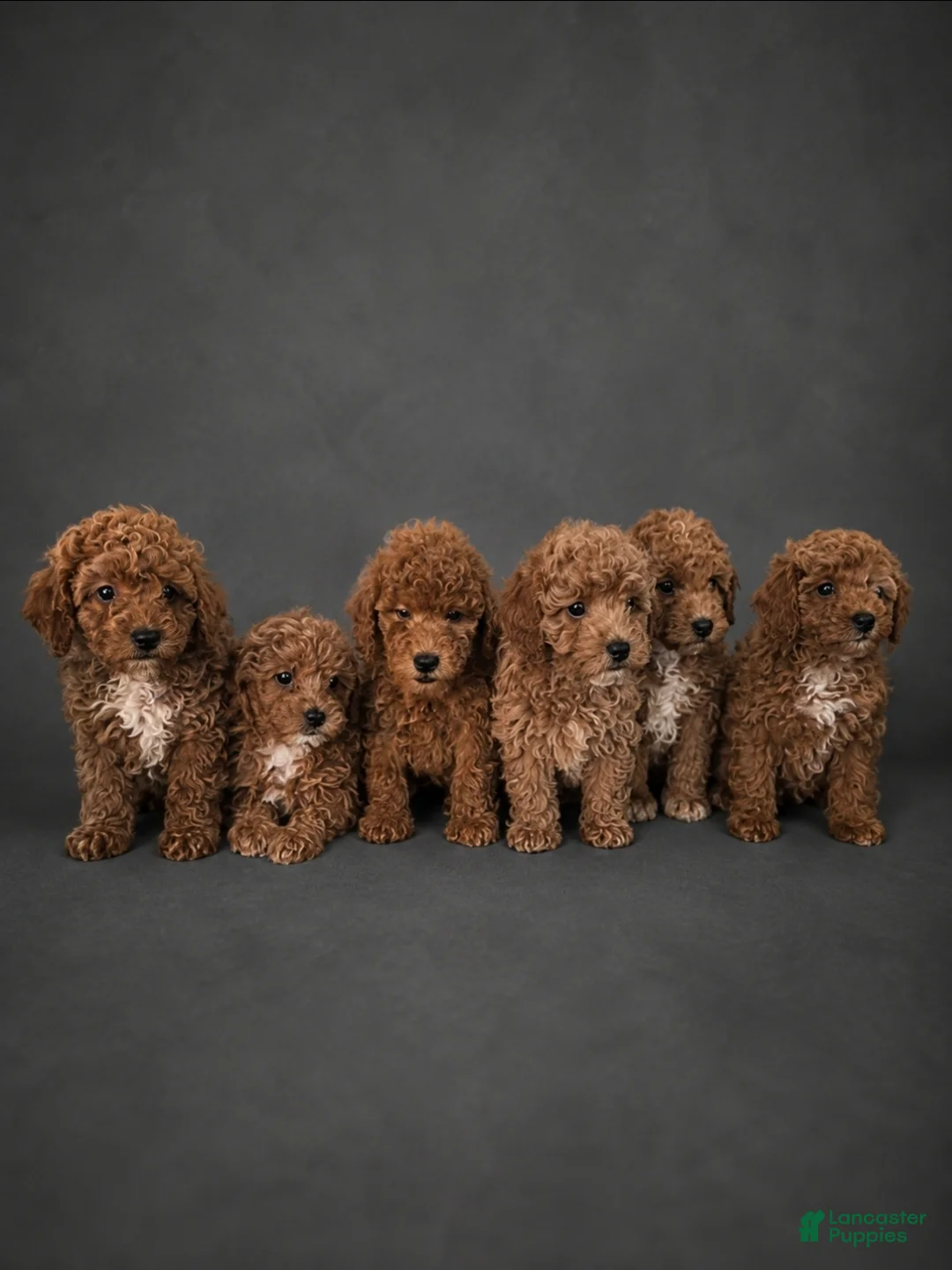 Miniature Poodle dogs for sale: Miniature Poodle Puppy 6 - Ad 7