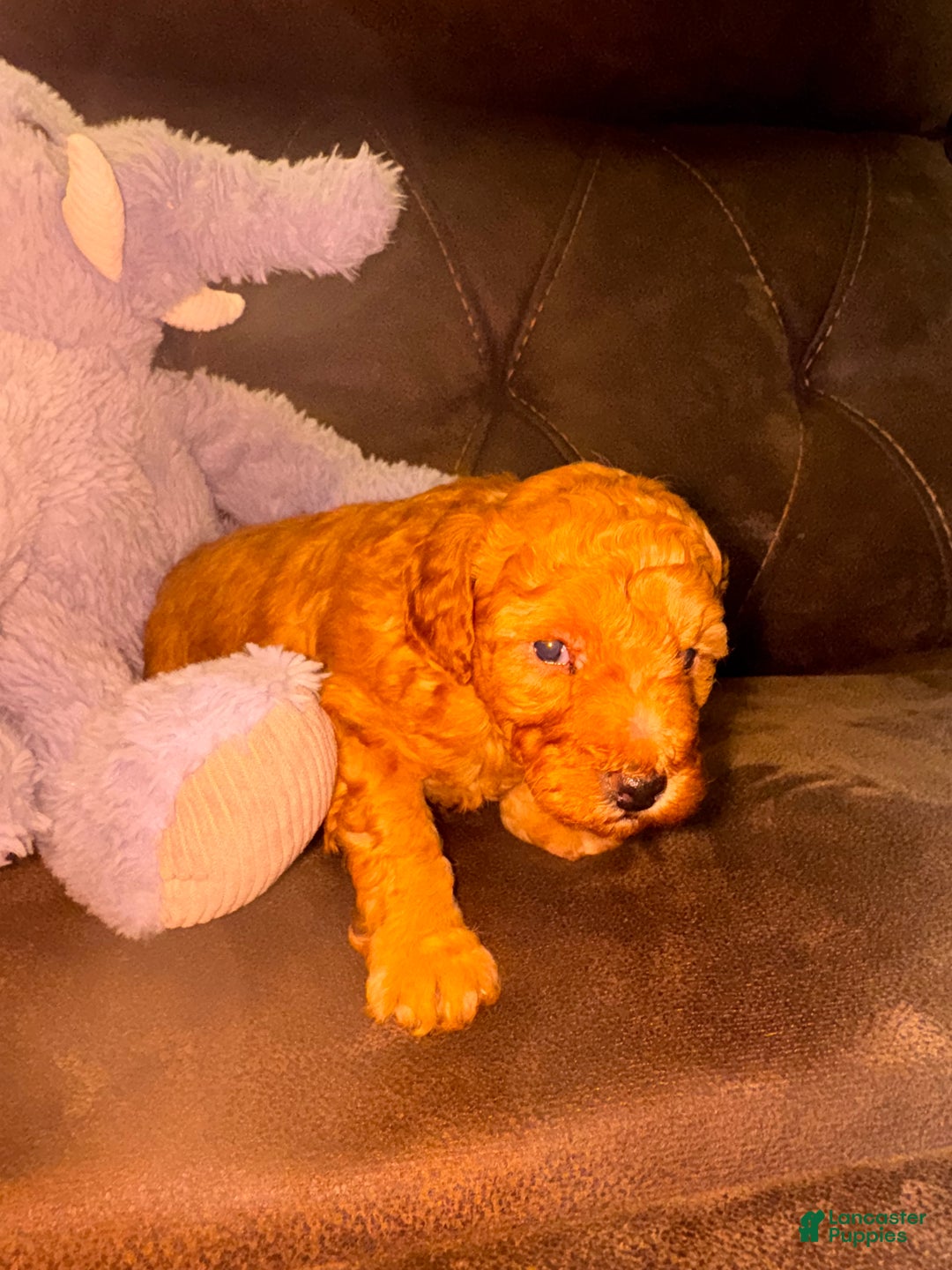 Miniature Poodle dogs for sale: Miniature Poodle Poppy - Ad 3