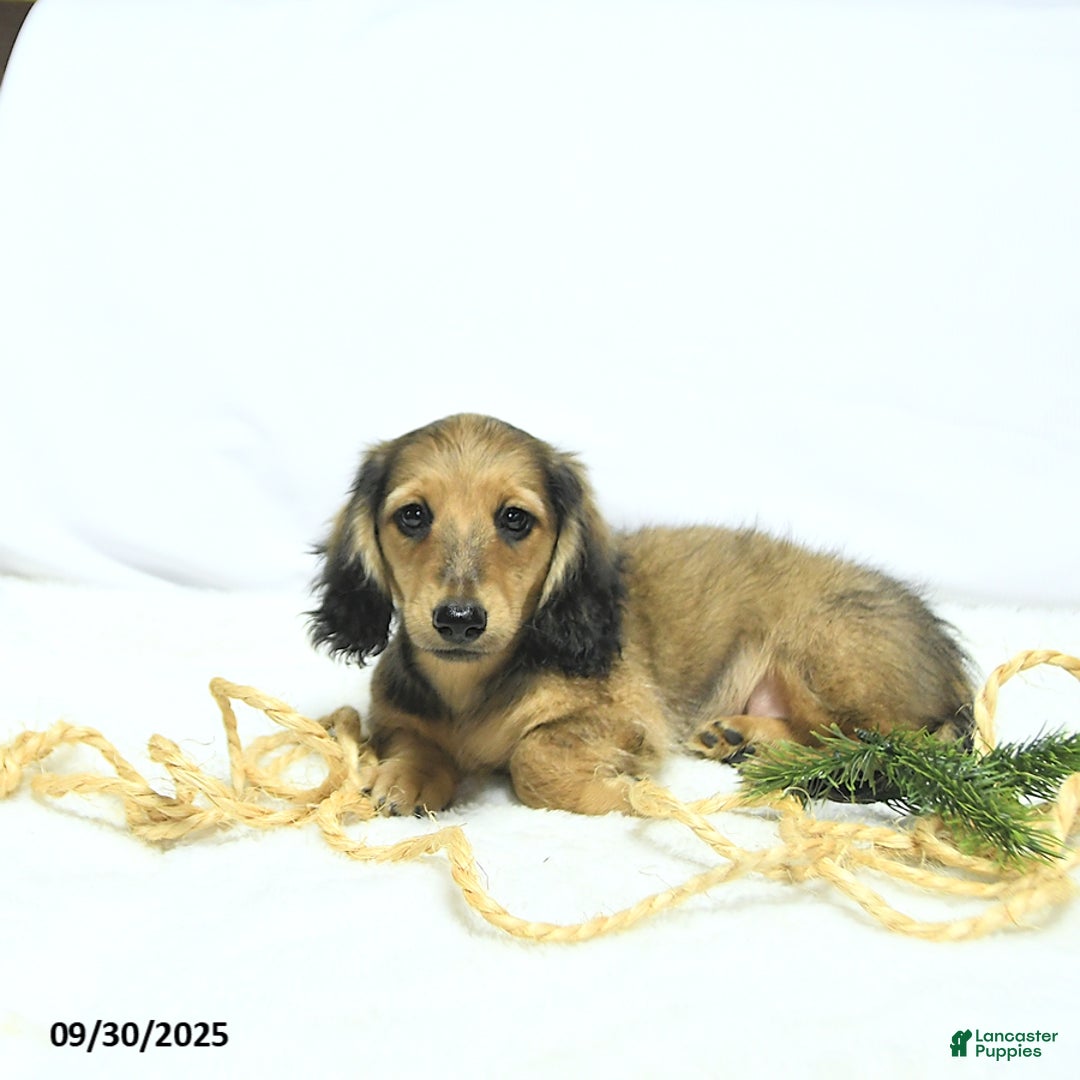 Miniature Dachshund dogs for sale: Fredrick - Ad 7