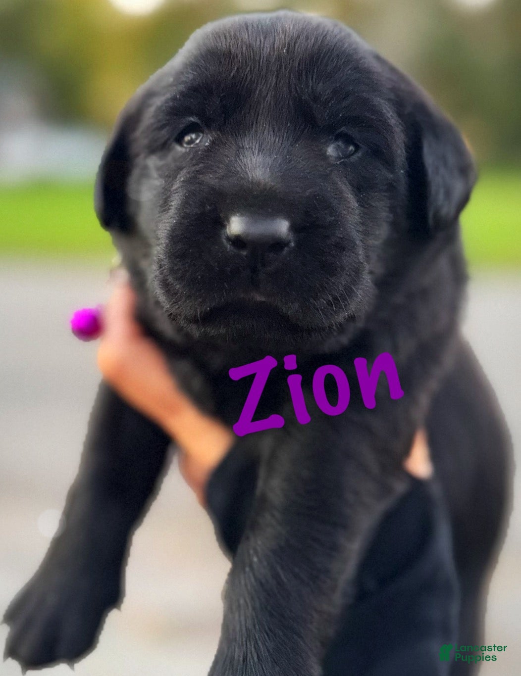 Labrador Retriever dogs for sale: Labrador Retriever 1 - Ad 1