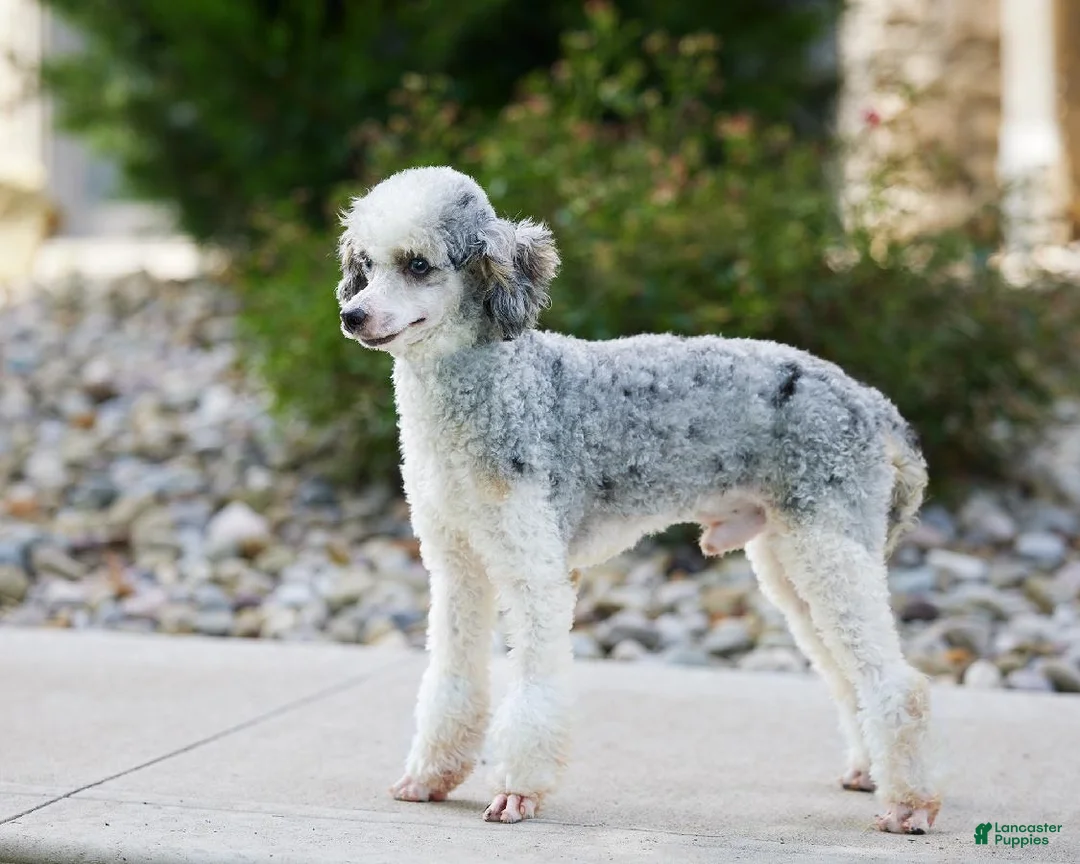 Mini Bernedoodle dogs for sale: Cali  - Ad 7