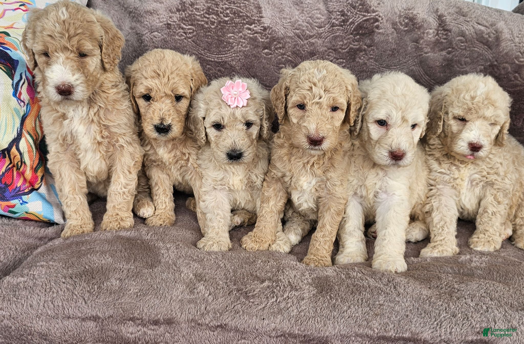Goldendoodle dogs Duke  - Ad 2