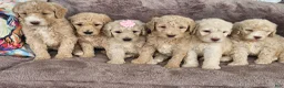 Goldendoodle dogs for sale: Dorothy  - Ad 2
