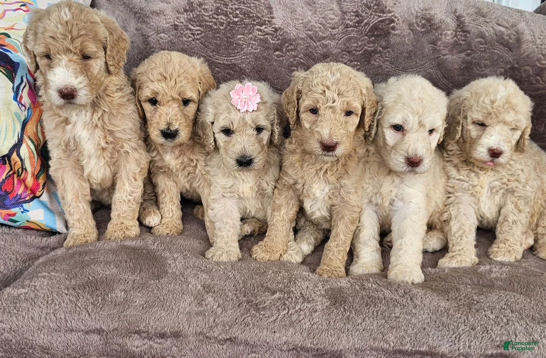 Goldendoodle dogs for sale: Dorothy  - Ad 2